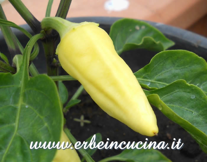 Peperoncino Gelb Spitza Paprika non ancora maturo / Unripe Gelb Spitza Paprika chili pod