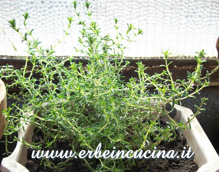 Pianta trapiantata di timo serpillo / Wild Thyme, transplanted