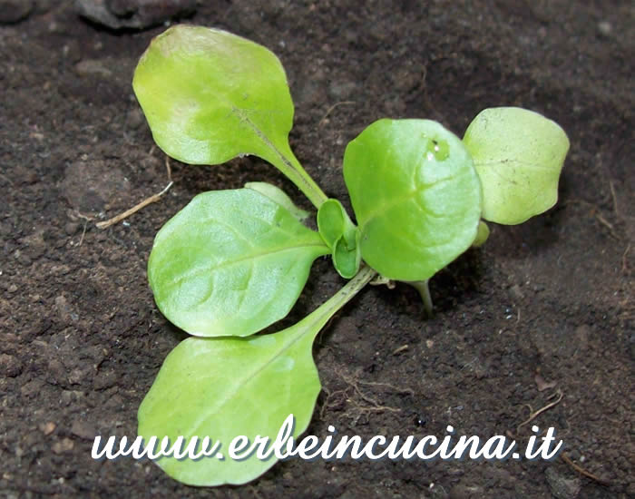 Giovane pianta di valerianella / Young corn salad plant