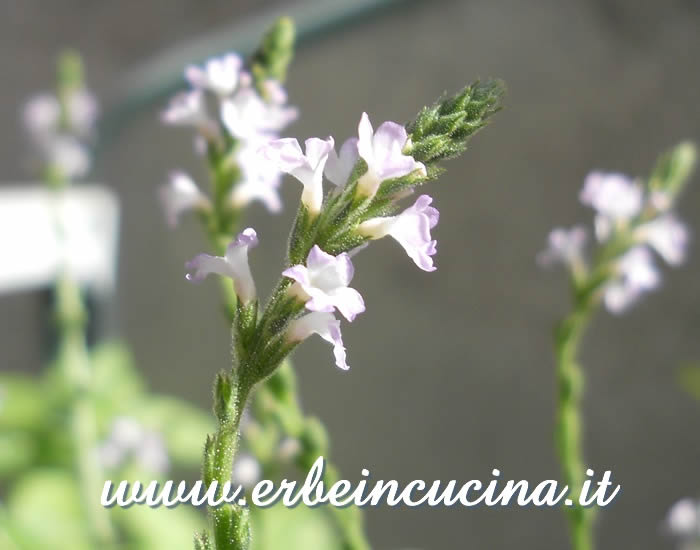 Fiore di verbena / Vervain flower