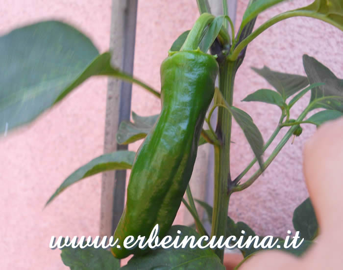 Peperoncino Vizcaino non ancora maturo / Unripe Vizcaino chili pod