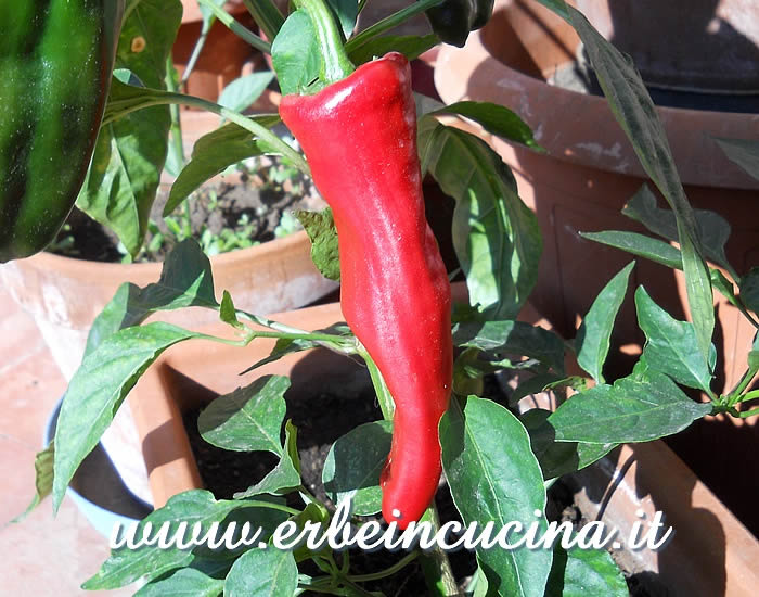 Peperoncino Vizcaino maturo / Ripe Vizcaino chili pod