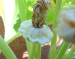 Zucchina bianca White Bush Scallop